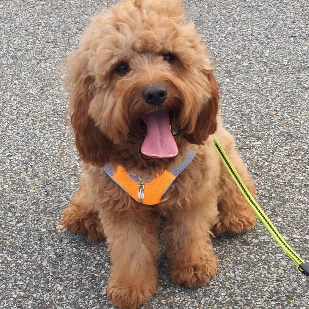 A small brown dog wearing an orange harness and leash