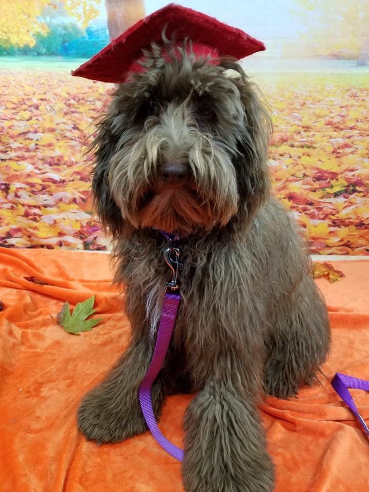 A dog wearing a graduation cap and gown is sitting on a blanket.
