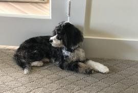 A black and white dog is laying on the floor next to a door.