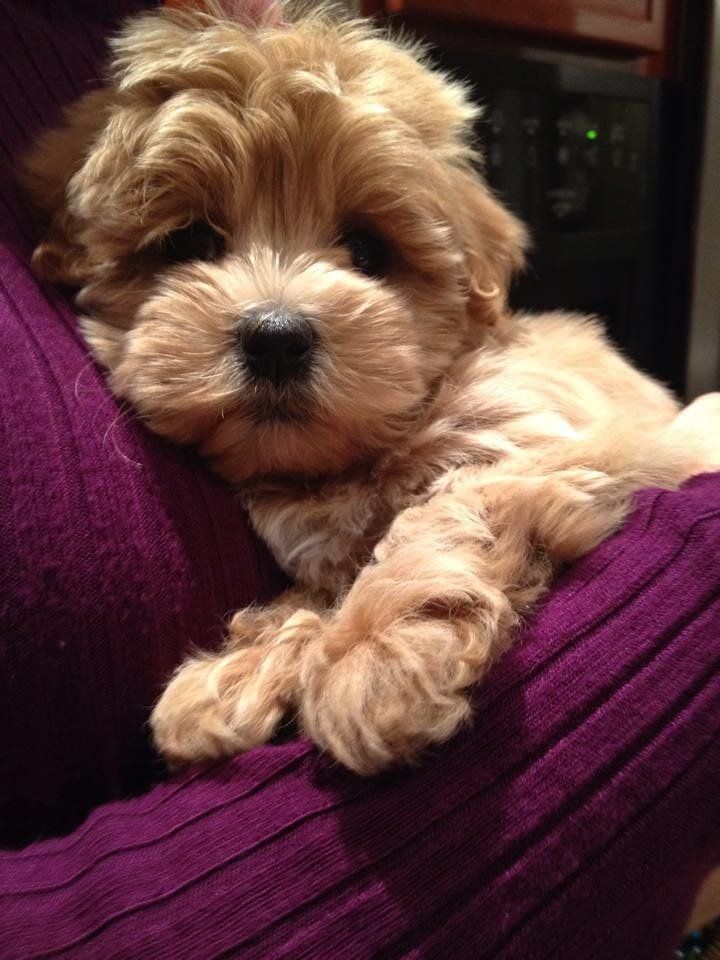 A small brown puppy is laying on a person 's lap.