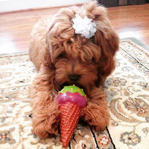 A dog with a flower in its hair is chewing on an ice cream cone