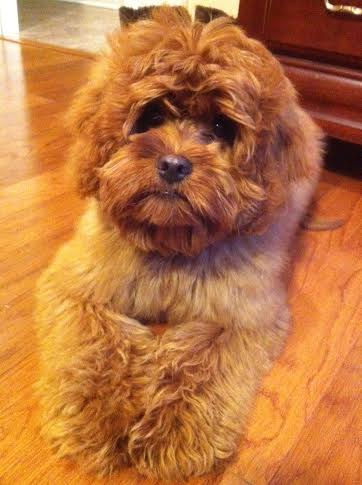 A small brown dog is laying on a wooden floor.