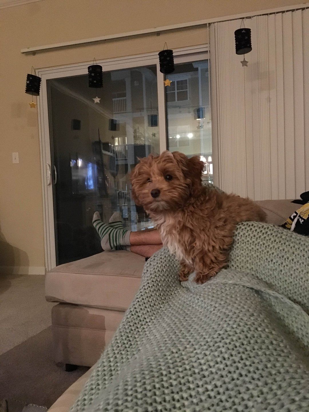 A small brown dog is sitting on a person 's lap in a living room.