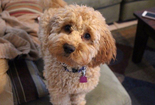 A small brown dog is sitting on a couch and looking at the camera.