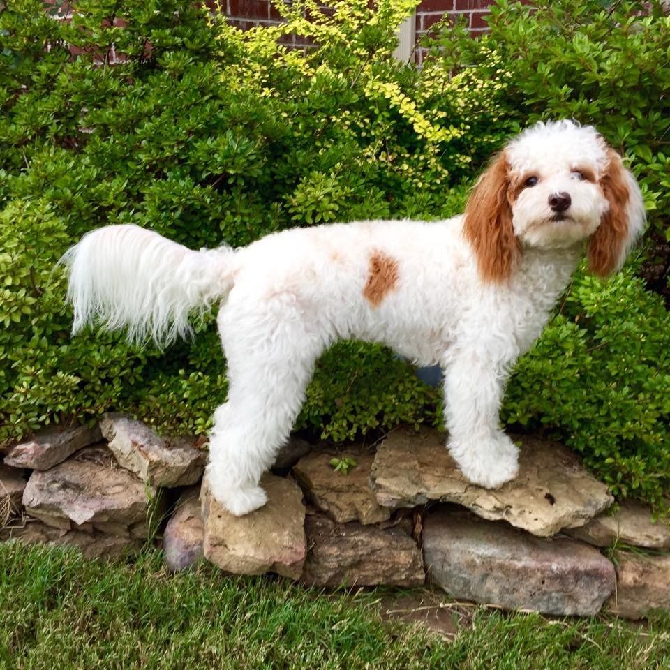 A white and brown dog is standing on top of a rock wall.