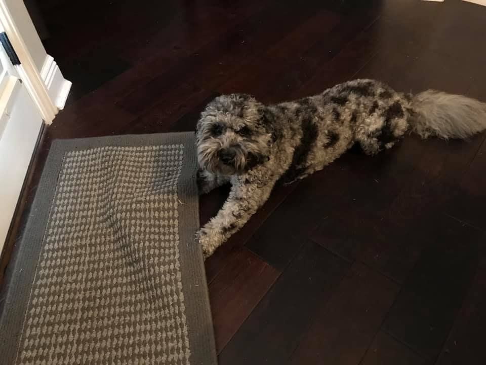 A dog is laying on the floor next to a rug