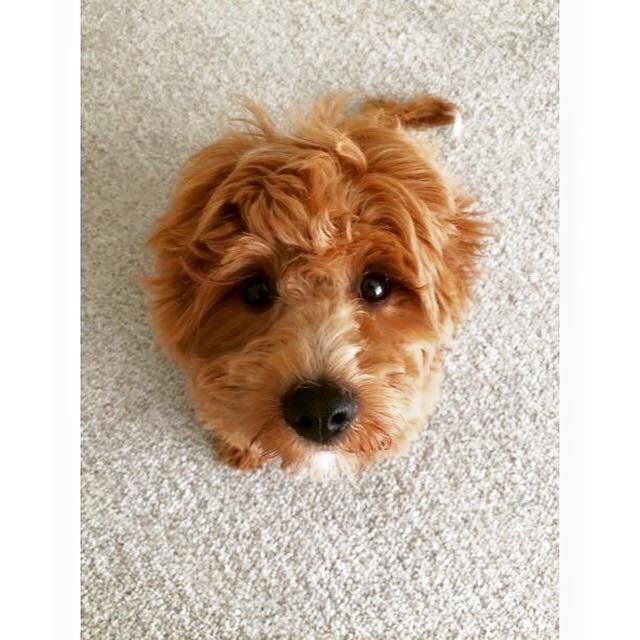 A small brown dog is laying on a white carpet and looking up at the camera.