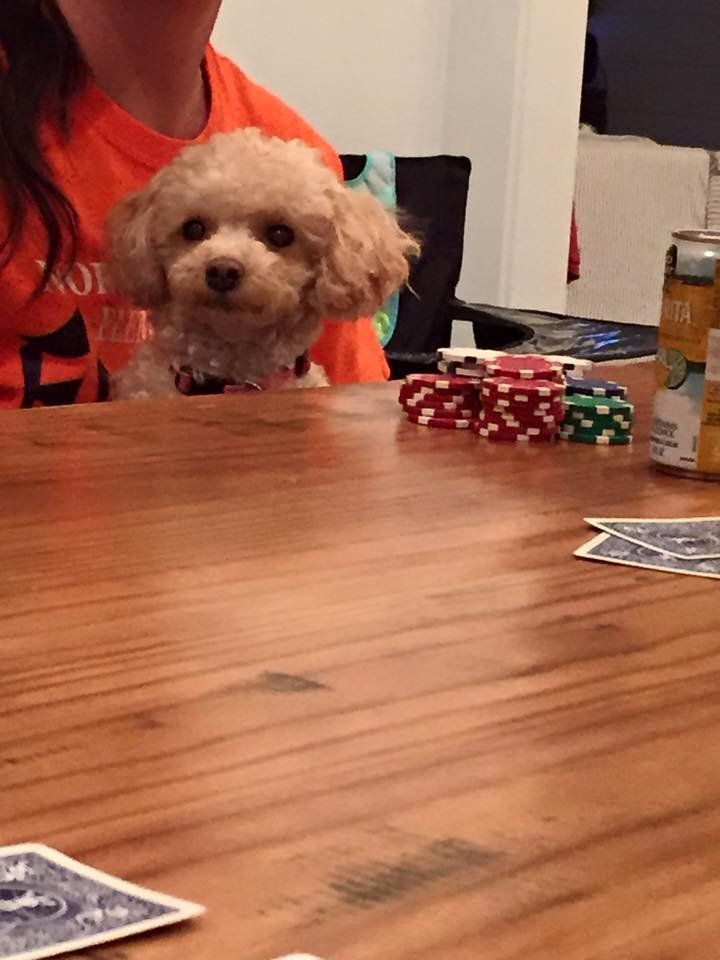 A small dog is sitting on a table next to a can of soda