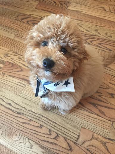 A small brown poodle wearing a bandana is sitting on a wooden floor.