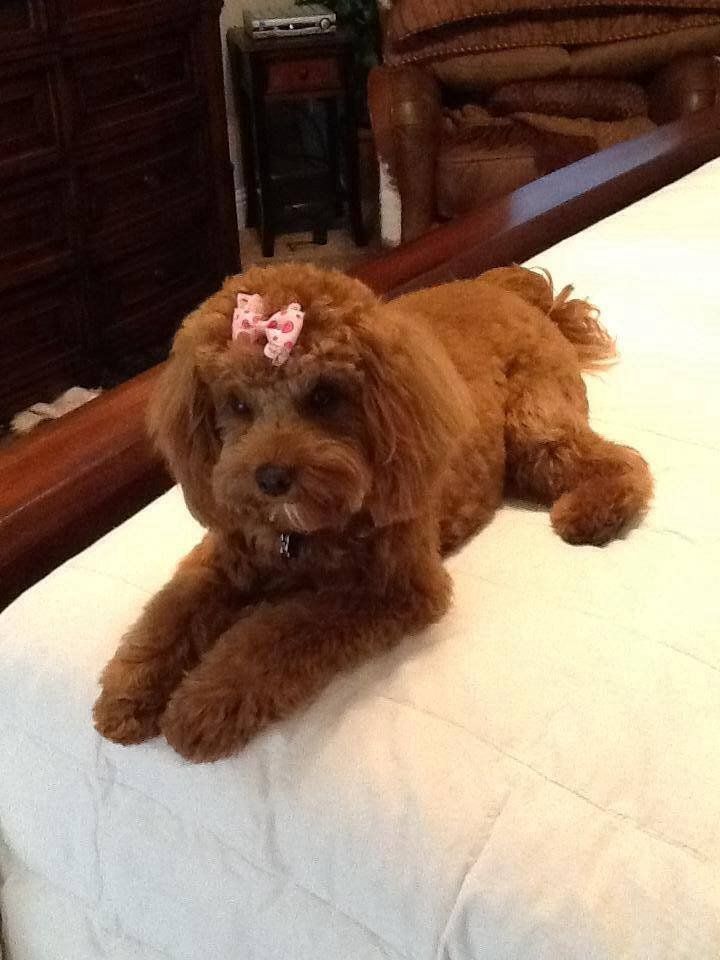 A small brown dog with a pink bow on its head is laying on a bed.