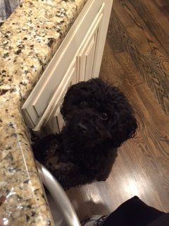 A small black dog is sitting on a kitchen counter