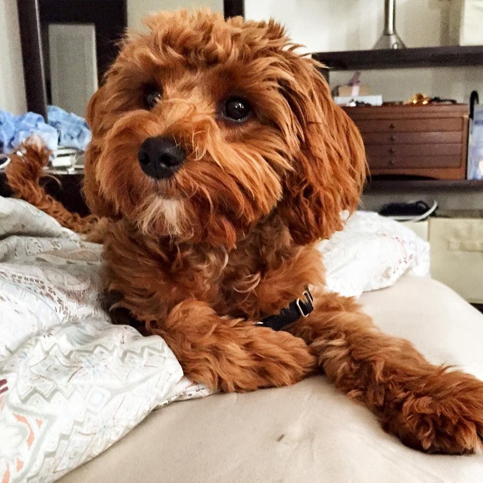 A small brown dog is laying on a bed