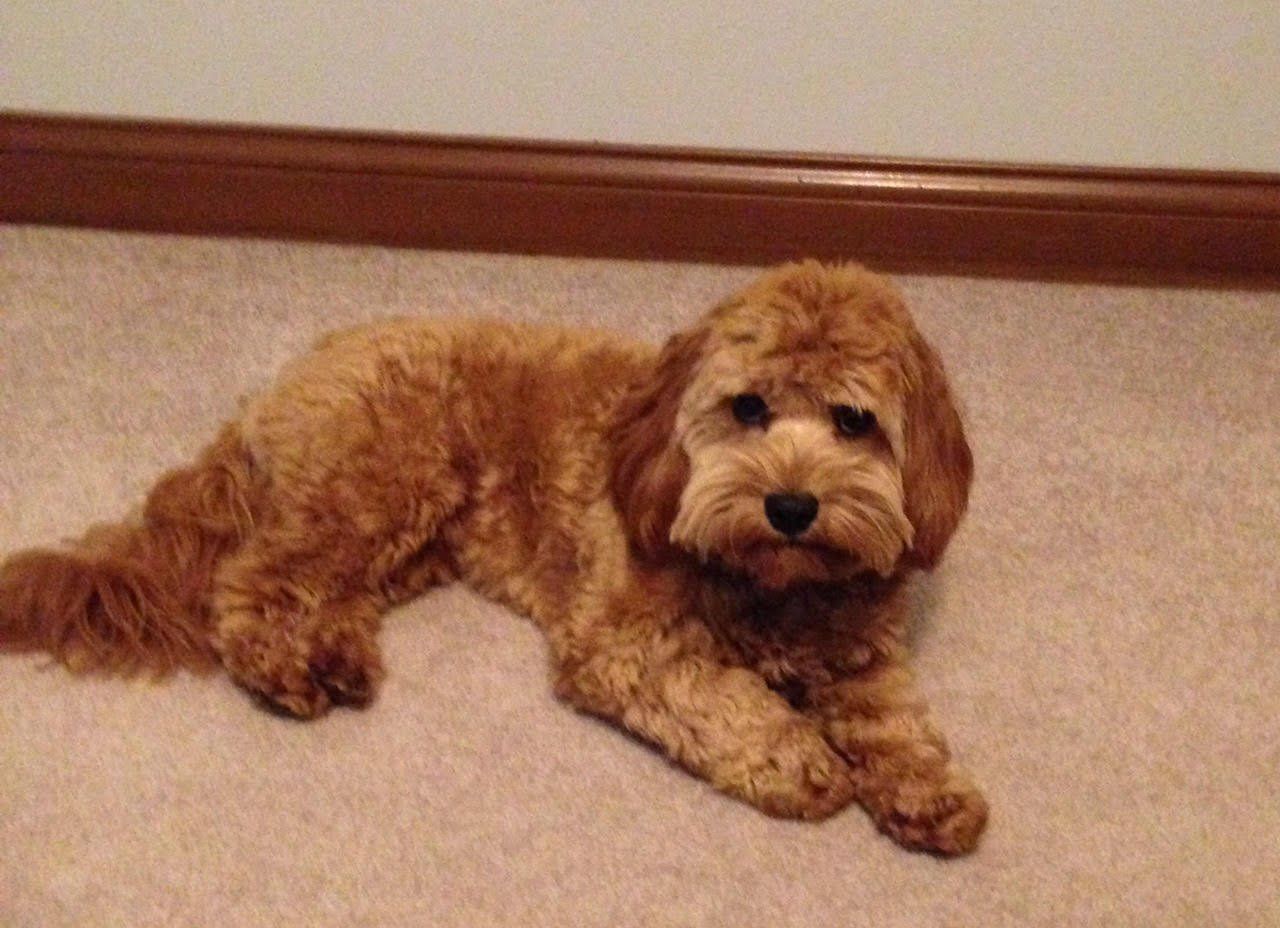 A small brown dog is laying down on the floor