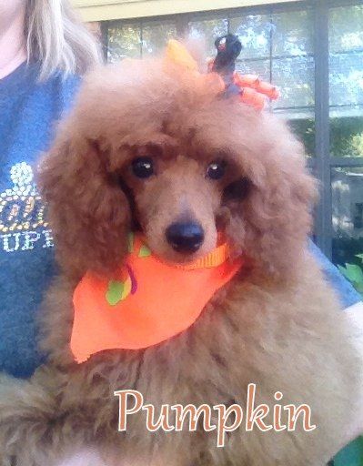 A woman is holding a poodle dressed as a pumpkin