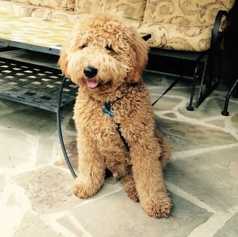 A small brown dog is sitting on a stone floor