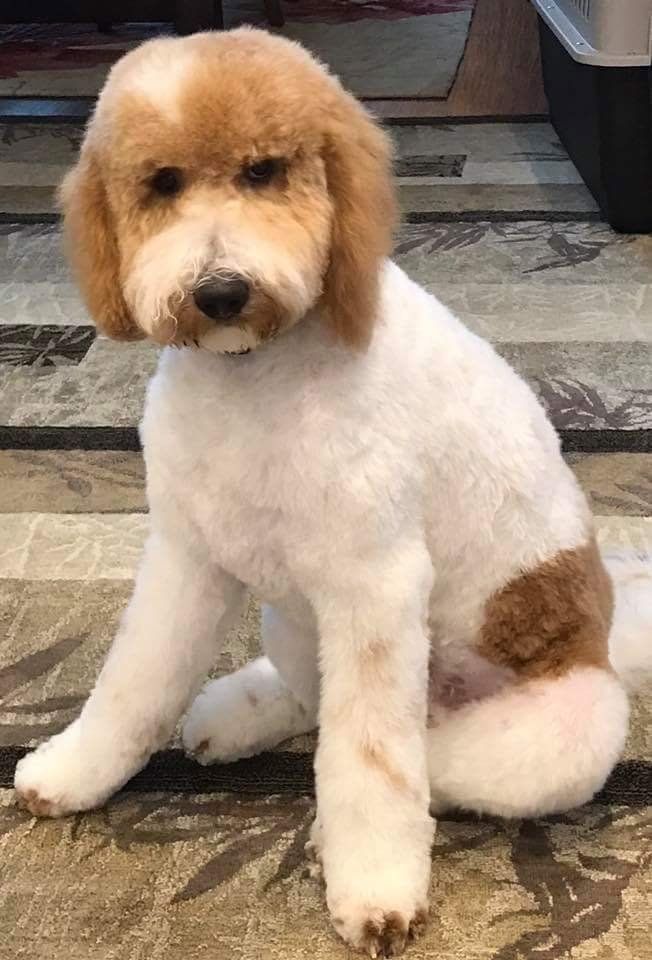 A brown and white dog is sitting on a rug.