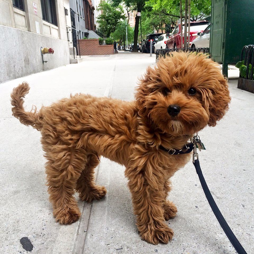 Cavapoos Adorable Cavapoo Puppies