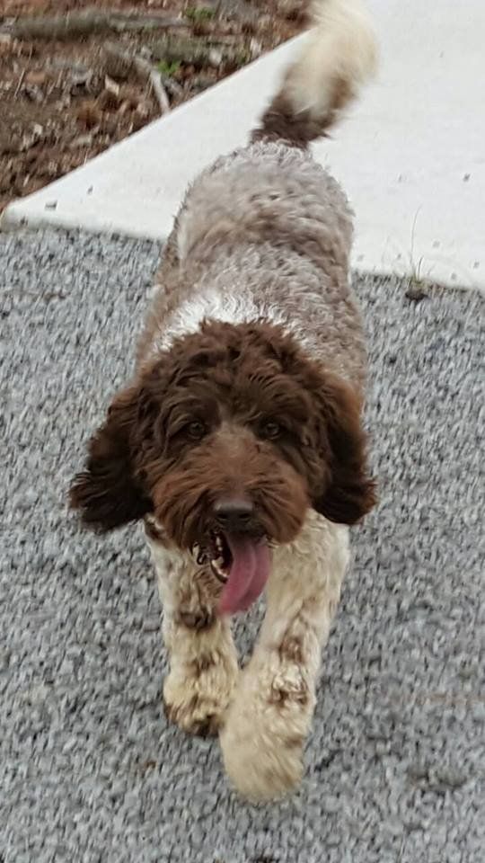 A brown and white dog is running on a sidewalk with its tongue hanging out.