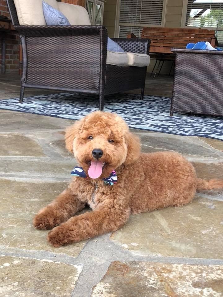 A small brown dog wearing a bow tie is laying on a patio.