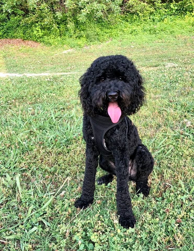A black dog is sitting in the grass with its tongue hanging out.