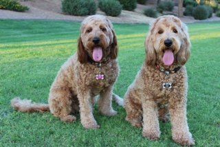 Two brown dogs are sitting next to each other in the grass.