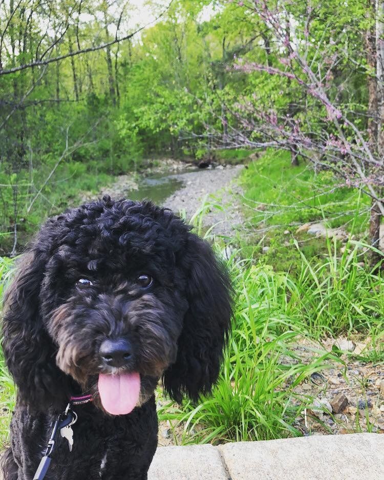 A black dog is sitting on a sidewalk with its tongue out.