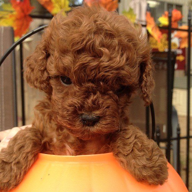 A brown poodle puppy is sitting in an orange bowl