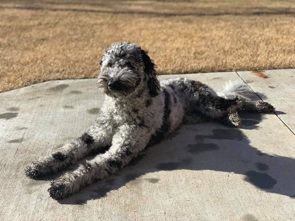 A dog is laying on the ground on a sidewalk.