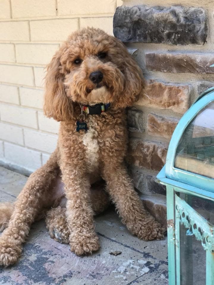 A brown poodle is sitting in front of a brick wall next to a blue lantern.