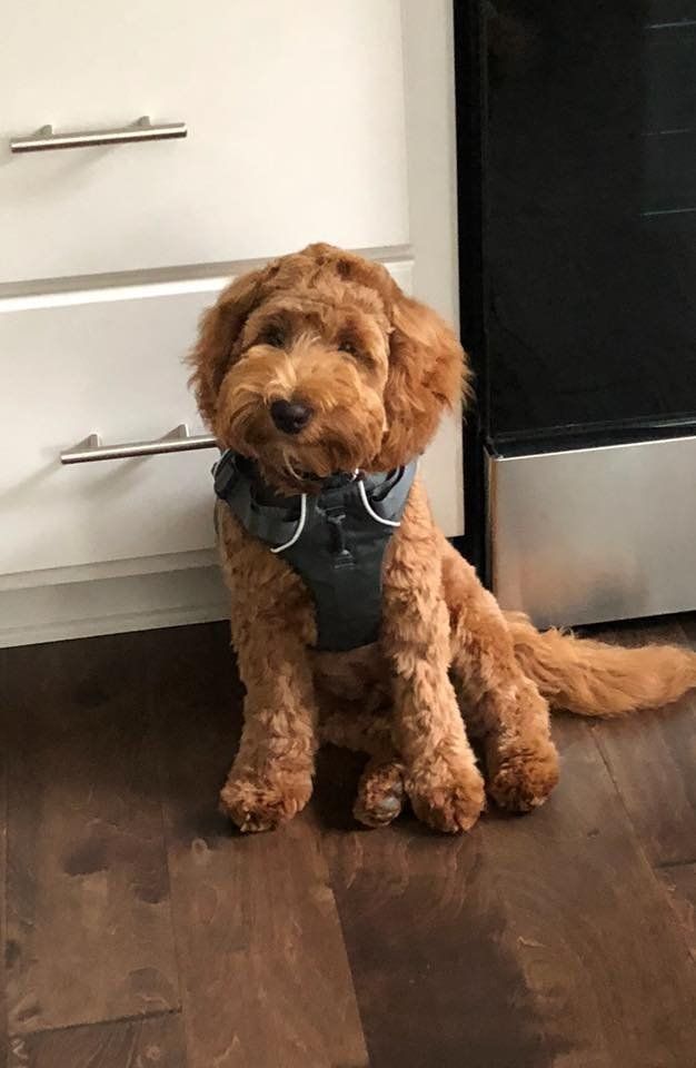 A small brown dog wearing a harness is sitting on a wooden floor.