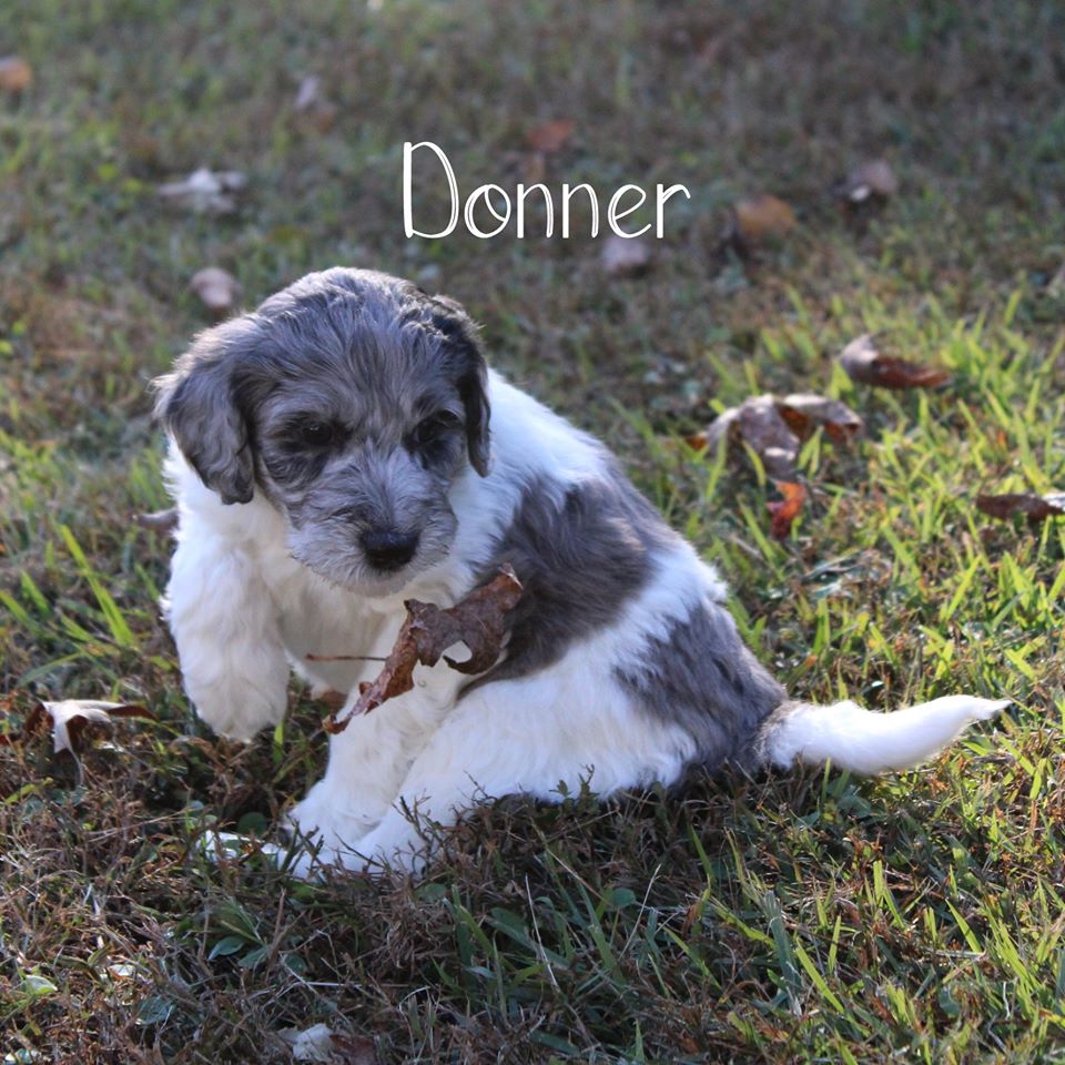 A puppy named donner is sitting in the grass