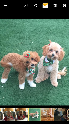 Two small dogs are standing next to each other on a lush green field.