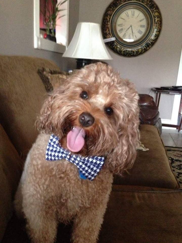 A small brown dog wearing a bow tie is sitting on a couch.