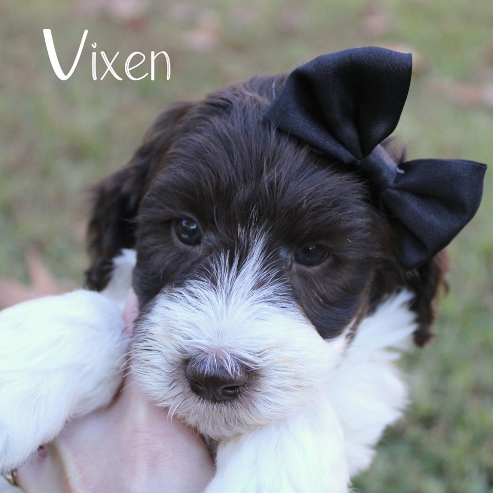 A brown and white puppy with a black bow is named vixen