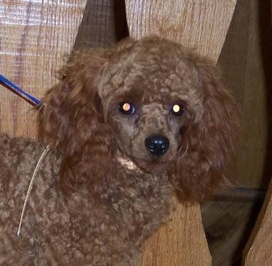 A brown poodle on a leash looking at the camera