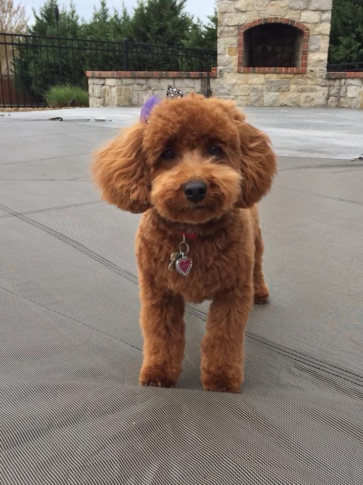 A small brown poodle is standing on a patio next to a fireplace.