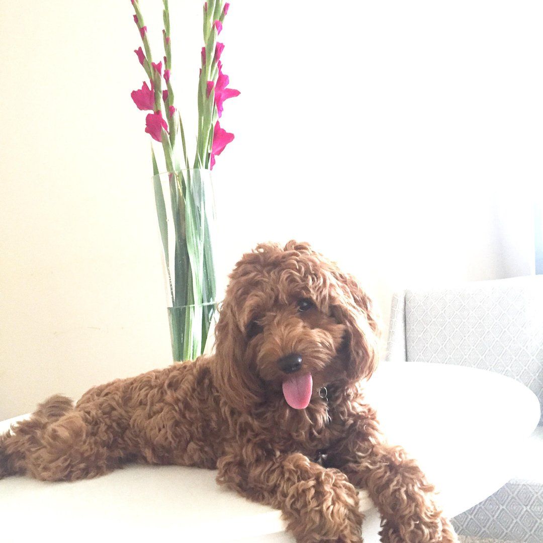 A brown dog is laying on a couch next to a vase of flowers