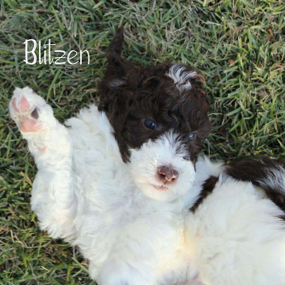 A brown and white puppy is laying on its back in the grass.