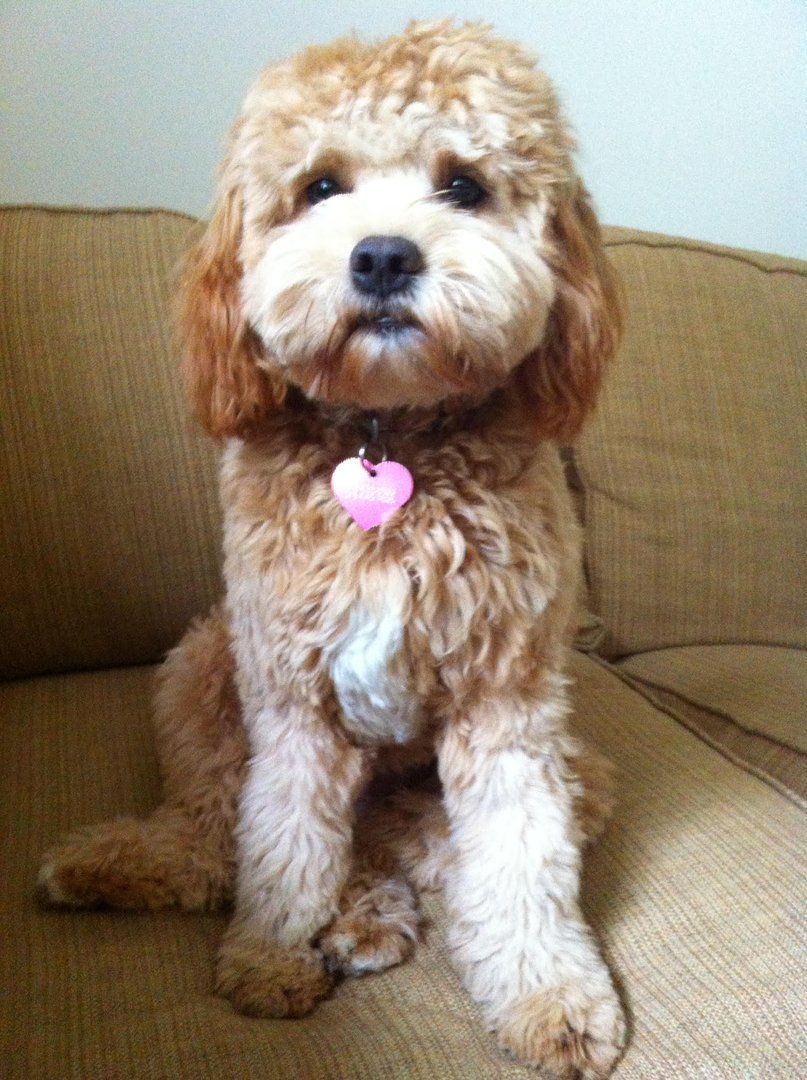 Cavapoochons Petit Jean Puppies