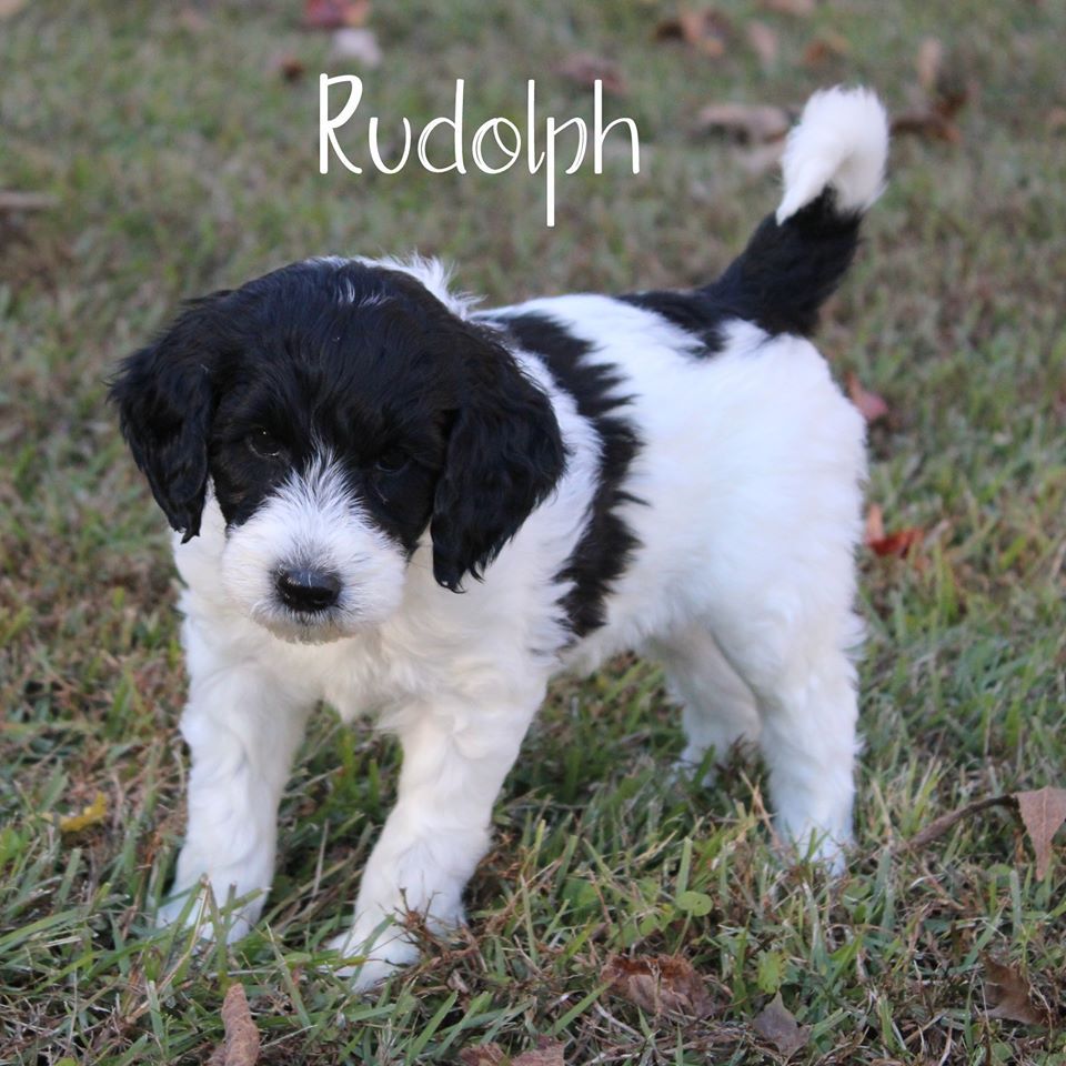 A black and white puppy named rudolph is standing in the grass