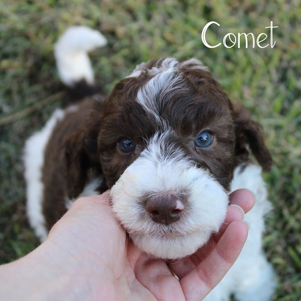 A person is holding a brown and white puppy named comet