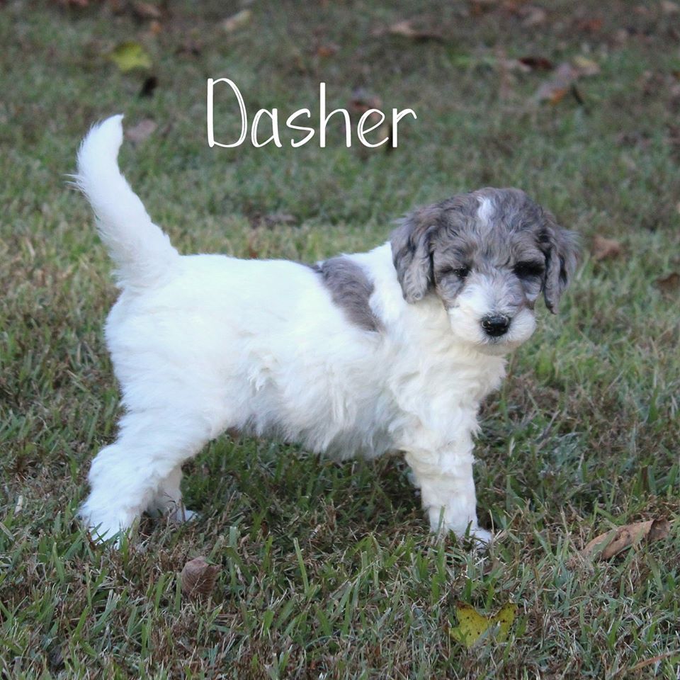 A puppy named dasher is standing in the grass