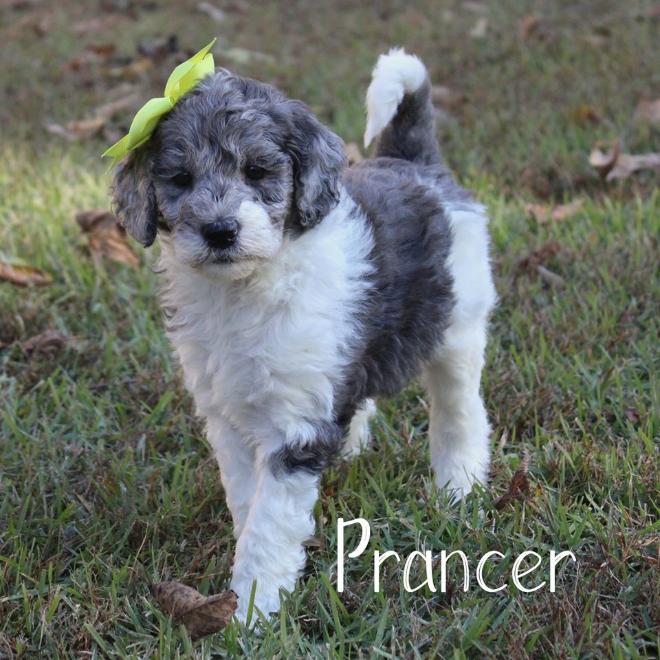 A gray and white puppy with a yellow bow on its head is standing in the grass.