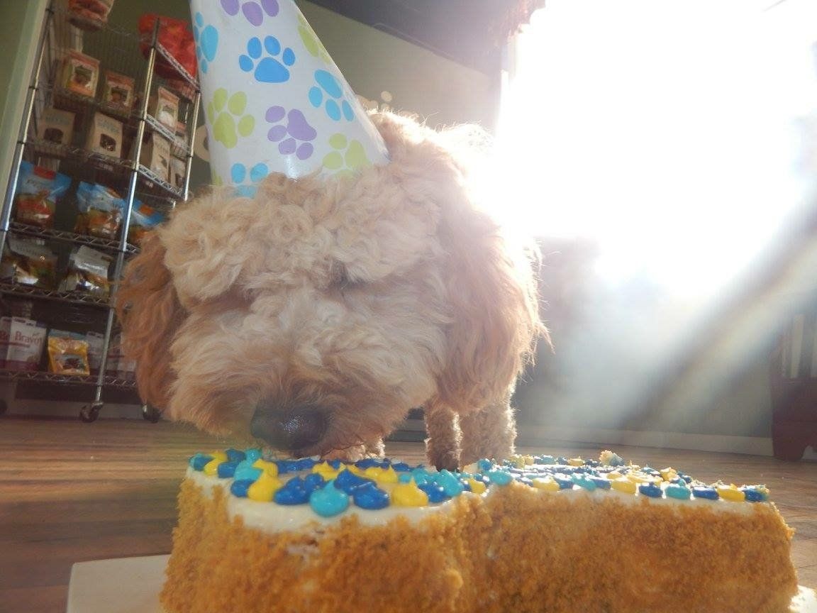 A dog wearing a party hat is sniffing a birthday cake.