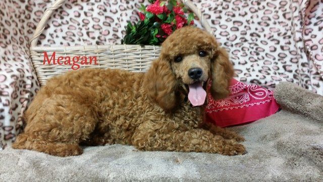 A brown poodle is laying on a bed next to a basket of flowers.