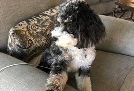 A small black and white dog is sitting on a couch.