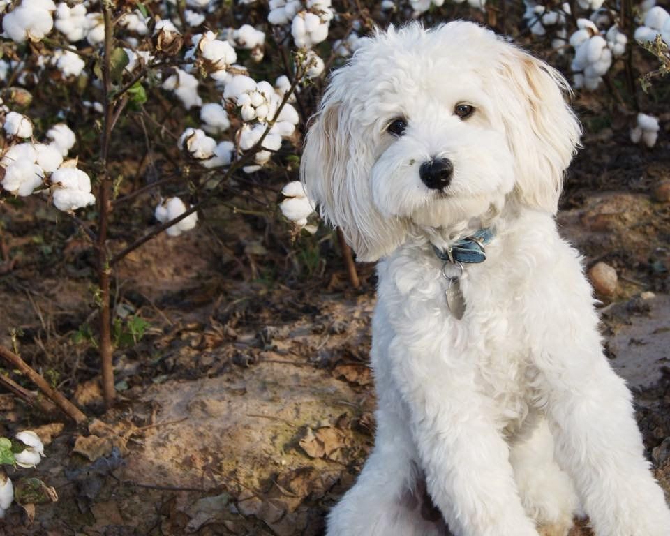 A small white dog is sitting in a field of cotton flowers