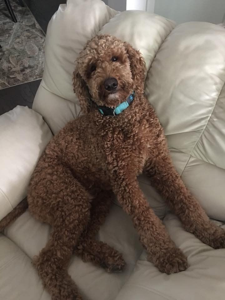 A brown poodle is laying on a white couch.