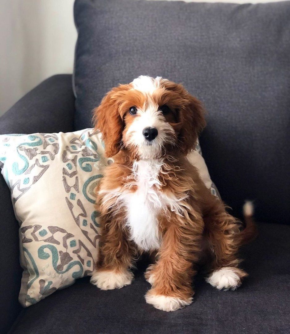 A brown and white dog is sitting on a couch next to a pillow.
