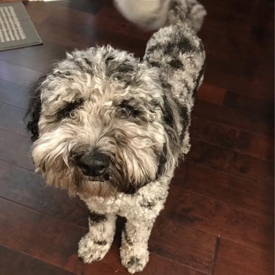 A small dog is standing on a wooden floor and looking at the camera.